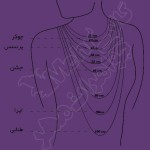 زنجیر طلا - طرح فلامینگو طول 40 سانتی متر ضخامت 25
